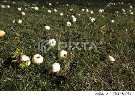 Green apples fallen on grass 76846746
