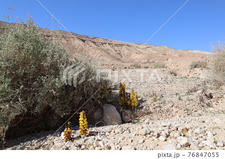 ニクジュヨウ/シスタンチェ・デルティコラ(Cistanche)の花 ニクジュヨウ/シスタンチェ・デルティコラ(Cistanche)の花 76847055