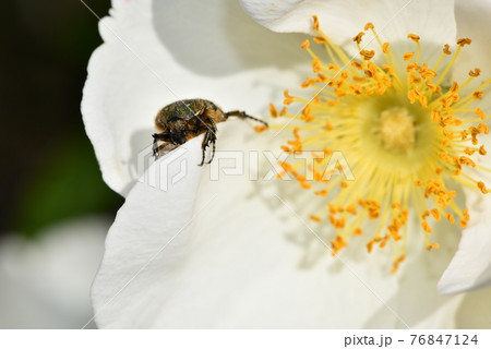 ナニワバラに来たコアオハナムグリ 76847124