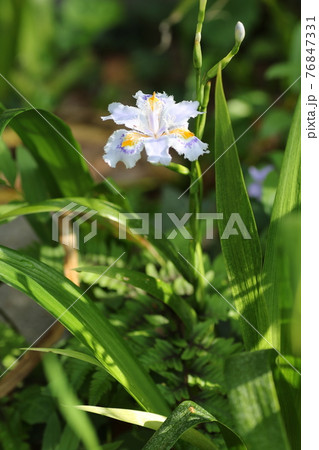 日陰にひっそりと咲く,シャガの花 日陰にひっそりと咲く,シャガの花 76847331
