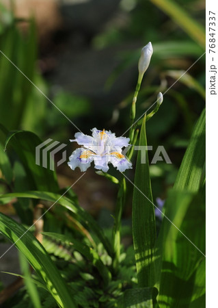 日陰にひっそりと咲く,シャガの花 日陰にひっそりと咲く,シャガの花 76847337