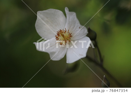 春に咲く、白いシラユキゲシ 76847354