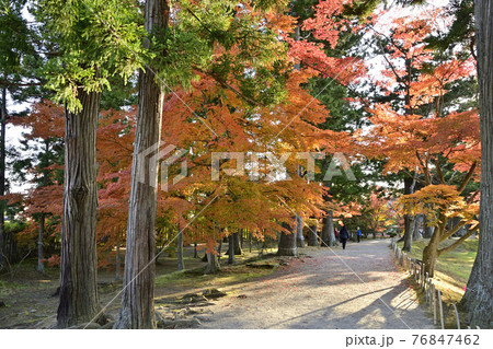 平泉 毛越寺散策路のもみじ 76847462