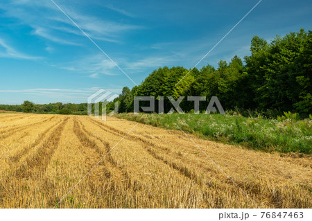 Wheel marks in stubble, green forest and blue sky, Zarzecze, Poland 76847463
