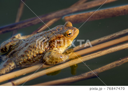 Brown big toad in the water, spring view Brown big toad in the water, spring view 76847470