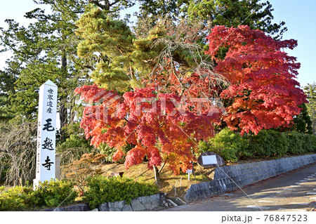 平泉 毛越寺山門脇のもみじ 76847523