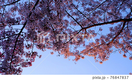 夕暮れ時　琵琶湖疎水　桜 76847837