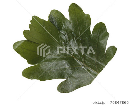 食べ終わったあとの柏餅の葉っぱの切り抜き写真 76847866