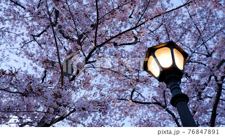 夕暮れ時　琵琶湖疎水　桜 76847891