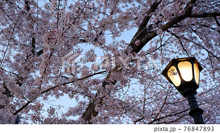 夕暮れ時　琵琶湖疎水　桜 76847893