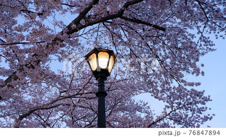 夕暮れ時　琵琶湖疎水　桜 76847894