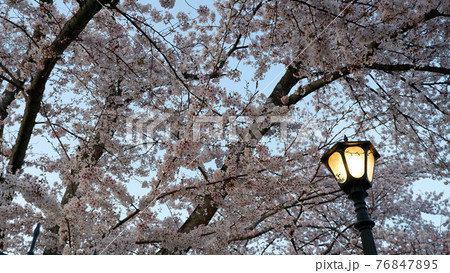 夕暮れ時 琵琶湖疎水 桜 夕暮れ時 琵琶湖疎水 桜 76847895