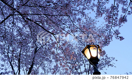 夕暮れ時　琵琶湖疎水　桜 76847942