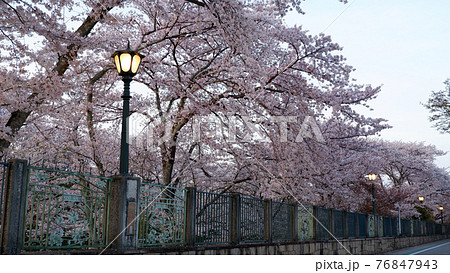 夕暮れ時　琵琶湖疎水　桜 76847943