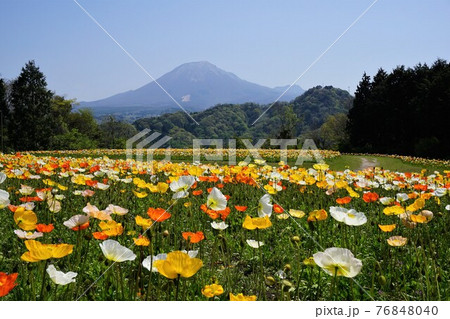 日本最大級のフラワーパーク「とっとり花回廊」：ポピー満開の花の丘から大山を望む 76848040