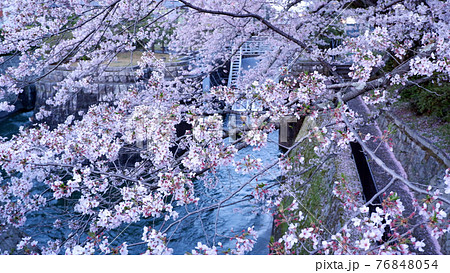 夕暮れ時 琵琶湖疎水 桜 夕暮れ時 琵琶湖疎水 桜 76848054