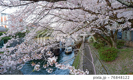 夕暮れ時　琵琶湖疎水　桜 　びわ湖疎水船 76848122
