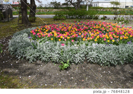 花壇を彩る春の花・チューリップ 76848128