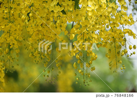 Ratchaphruek or Multiply flowers, Cassia fistula L. or golden shower are blooming on the tree. Tropical yellow flowers that bloom in summer. Symbol of Songkran Festival. 76848166