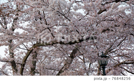夕暮れ時 琵琶湖疎水 桜 夕暮れ時 琵琶湖疎水 桜 76848256