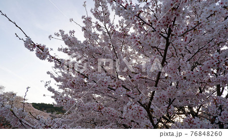 夕暮れ時　琵琶湖疎水　桜 76848260
