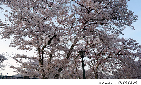 夕暮れ時　琵琶湖疎水　桜 76848304