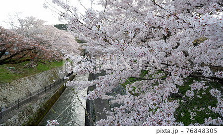 夕暮れ時 琵琶湖疎水 桜 夕暮れ時 琵琶湖疎水 桜 76848305