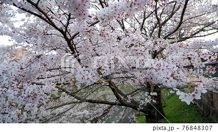 夕暮れ時　琵琶湖疎水　桜 76848307