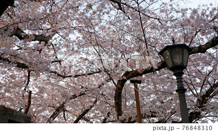 夕暮れ時　琵琶湖疎水　桜 76848310