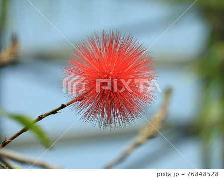 キャリアンドラ（オオベニゴウカン） 76848528