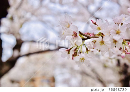 桜 76848729
