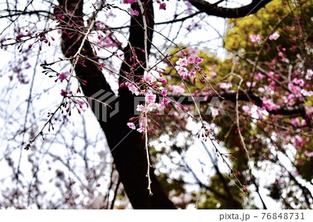 桜 桜 76848731