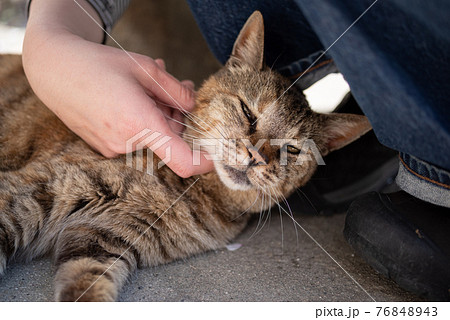 猫が好き 76848943