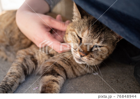 猫が好き 76848944