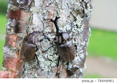 カブトムシ 76848961