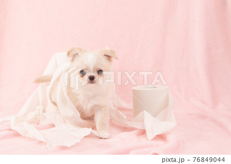 トイレットペーパーでいたずらをする子犬 チワワ の写真素材