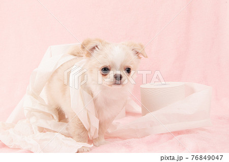 トイレットペーパーでいたずらをする子犬 チワワ の写真素材