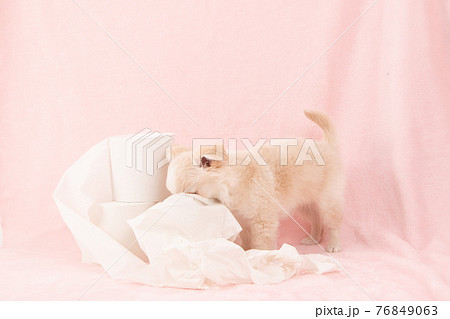 トイレットペーパーでいたずらをする子犬（チワワ） 76849063