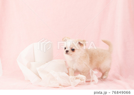 トイレットペーパーでいたずらをする子犬（チワワ） 76849066