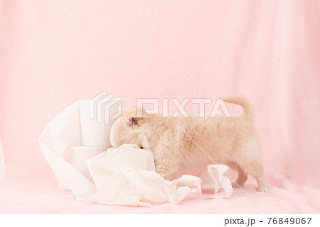 トイレットペーパーでいたずらをする子犬(チワワ) トイレットペーパーでいたずらをする子犬(チワワ) 76849067