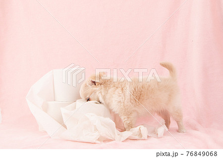 トイレットペーパーでいたずらをする子犬 チワワ の写真素材