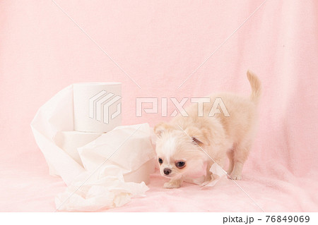 トイレットペーパーでいたずらをする子犬(チワワ) トイレットペーパーでいたずらをする子犬(チワワ) 76849069
