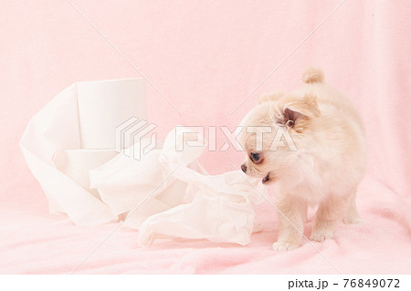 トイレットペーパーでいたずらをする子犬(チワワ) トイレットペーパーでいたずらをする子犬(チワワ) 76849072