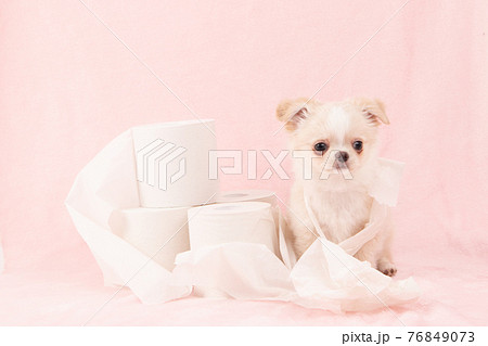 トイレットペーパーでいたずらをする子犬(チワワ) トイレットペーパーでいたずらをする子犬(チワワ) 76849073