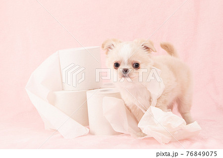 トイレットペーパーでいたずらをする子犬(チワワ) トイレットペーパーでいたずらをする子犬(チワワ) 76849075