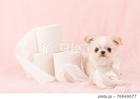 トイレットペーパーでいたずらをする子犬(チワワ) トイレットペーパーでいたずらをする子犬(チワワ) 76849077