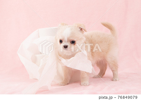 トイレットペーパーでいたずらをする子犬(チワワ) トイレットペーパーでいたずらをする子犬(チワワ) 76849079