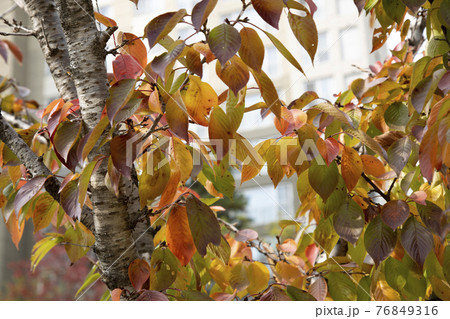 紅葉 葉 秋 76849316
