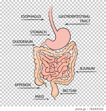 GASTROINTESTINAL TRACT Medicine Education Diagram Vector Scheme Human Hand Draw Vector Illustration Set 76849350