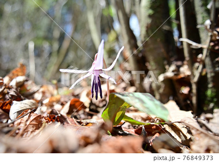 四国愛媛県四国中央市の豊受山にあるカタクリの花 四国愛媛県四国中央市の豊受山にあるカタクリの花 76849373